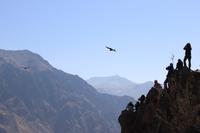 Colca Valley Overnight Tour from Arequipa: Colca Canyon, Vicuna Reserve and Condors