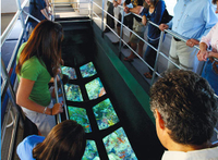 Visite en bateau à fond vitré à Key West au coucher du soleil (SELON Votre choix)