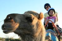 Uluru Camel Express, Sunrise or Sunset Tours