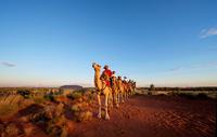 Uluru Camel Express, Sunrise, or Sunset Tours