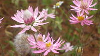 Wildflowers of the Mid-West Guided Day Tour from Geraldton image 1 Wildflowers of the Mid-West Guided Day Tour from Geraldton image 1