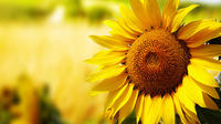 Essence of Chianti Small Group Tour with Lunch and Tastings from Florence