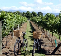 Excursion D'une demi-journée Dans les vignobles en vélo électrique, au départ de Nice