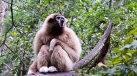 Monkeyland-Führung in der Plettenberg Bay Monkeyland-Führung in der Plettenberg Bay