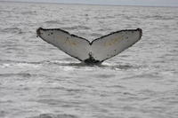 observation with Éco-excursion des baleines et des animaux sauvages au départ de San Francisco
