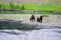 Petit-Groupe Zodiac Wilderness Adventure de Ketchikan