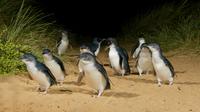 Phillip Island Wildtiere-Tour und Pinguinparade am Nachmittag ab Melbourne Phillip Island Wildtiere-Tour und Pinguinparade am Nachmittag ab Melbourne
