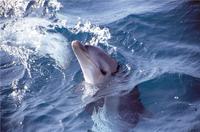 Small-Group Mornington Peninsula Tour from Melbourne with Dolphins and Seals Cruise