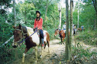 Horse Riding Tour from Cairns