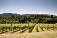 Excursion en bord de mer à Vancouver: visite privée with dégustation de vins à Fraser Valley
