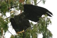 Ketchikan Shore Excursion: Lighthouses, Totems and Eagles Cruise