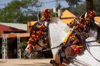 Cadiz Shore Excursion: Small Group Cadiz Sightseeing Tour, Jerez Horse Show and Sherry Tasting