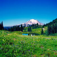 Excursion d'Une journée au Mont Rainier au départ de Seattle