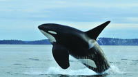 Seattle Whale Watching Tour with Transport