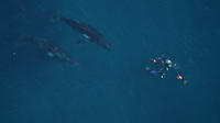 Guided Humpback Whale Swimming Adventure in Exmouth image 1 Guided Humpback Whale Swimming Adventure in Exmouth image 1