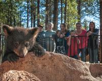 Bearizona Drive-Thru Wildlife Park 