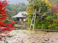 Visite à pied de Kyoto privée with guide non expert: jardins et paysages japonais
