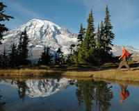 Mt Rainier Small-Group Walking or Snowshoeing Tour with Lunch