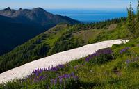 Private Tour: Olympic National Park Day Trip from Seattle