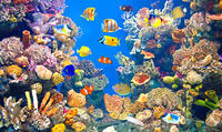 Imagen Excursión por la costa de Valencia: Excursión en autobús con paradas libres con entrada opcional al Acuario Oceanografic