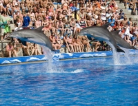 Evitez les fichiers d'attente: visite du Marineland de Majorque