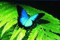 Le sanctuaire des papillons australie
