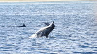Rencontre avec les dauphins et observation des baleines - exclusivité Rencontre avec les dauphins et observation des baleines - exclusivité