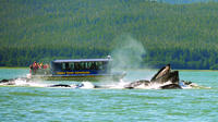 Juneau Whale Watching and Salmon Bake Combo