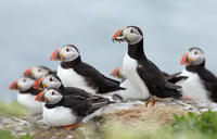 Reykjavik Shore Excursion: Puffin Sightseeing Cruise