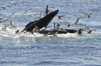 Reykjavik Whale Watching Cruise plus Whales of Iceland Entrance Ticket