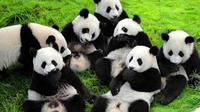 4-Night Soul of Xi'an and Chengdu Tour by Air Including Panda Visit