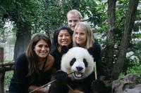 Excursion D'une demi-journée au Centre d'élevage des pandas de Chengdu with possibility de Tenir un bébé panda