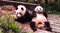 Private Tour: Chengdu Panda Base and Leshan Grand Buddha