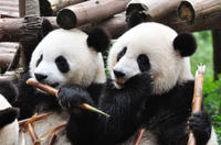 Private Tour: Chengdu Sightseeing with Panda Breeding Center Visit