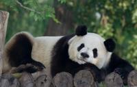 Visite privée des trésors nationaux de la Chine: les pandas géants et Terracotta Warriors dans Xi an