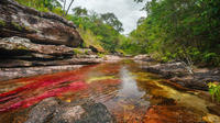 3-Day Tour to Caño Cristales from Bogotá