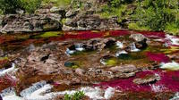 4-Day Tour to Caño Cristales from Medellin