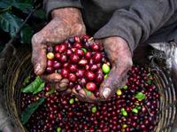 Excursion «Café de Colombie» au départ de Bogotá