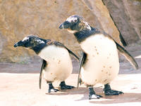 Toegangskaart tot de dierentuin van Lissabon inclusief hop-on hop-off tour Toegangskaart tot de dierentuin van Lissabon inclusief hop-on hop-off tour