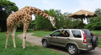 2-Day Tour: Auto Safari Chapín Zoo et Monterrico Plage de sable noir de Guatemala City ou Antigua
