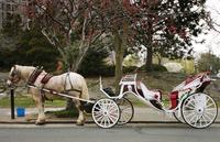 Parcours en voiture à cheval Dans Central Park