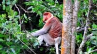 Ganztägig Brunei erleben – Stadtrundfahrt – Wasserdorf und Mangroven-Safari Ganztägig Brunei erleben – Stadtrundfahrt – Wasserdorf und Mangroven-Safari