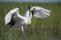 Private Tour: Birdwatching in Dongtan Wetland Park from Shanghai