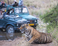 2-Night Private Ranthambore National Park and Wildlife Tour from Delhi