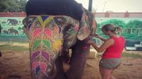 Day Excursion with Elephants in Jaipur 