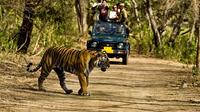 Khajuraho Day Tour: Jungle Safari at Panna National Park and Western and Eastern Temple