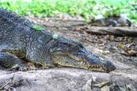 Private Eco-Tour: Crocodile Watching With Heritage Trail