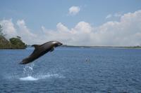 Small-Group Dolphin-Watching Cruise from Goa