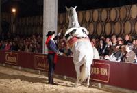 Jerez and Cadiz Day Trip from Costa del Sol with Winery Tour, Andalusian Horse Show and Sightseeing Cruise