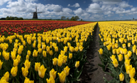 Excursion d'Une journée Dans la campagne et les moulins hollandais au départ d'Amsterdam, with Dégustation de fromages Ë Edam